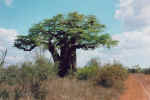 Nördlich der Soutpansberge gibt es viele Affenbrotbäume (kremetartboom).
