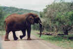 Elefant im Hluhluwe-Nationalpark.